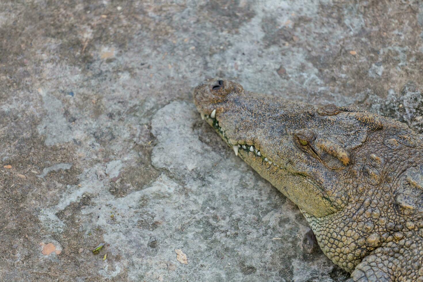 Head of crocodile photo