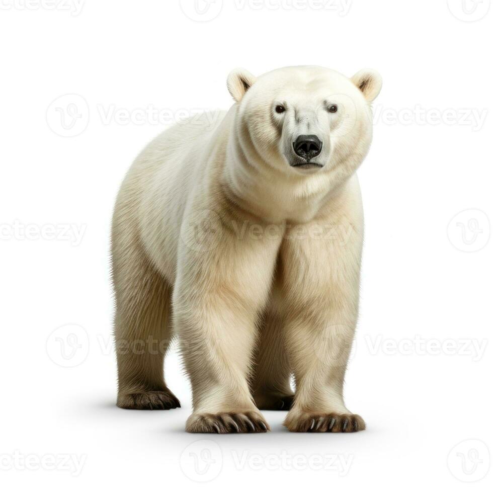 Polar bear isolated on white background. 3D illustration. Studio. AI Generative photo