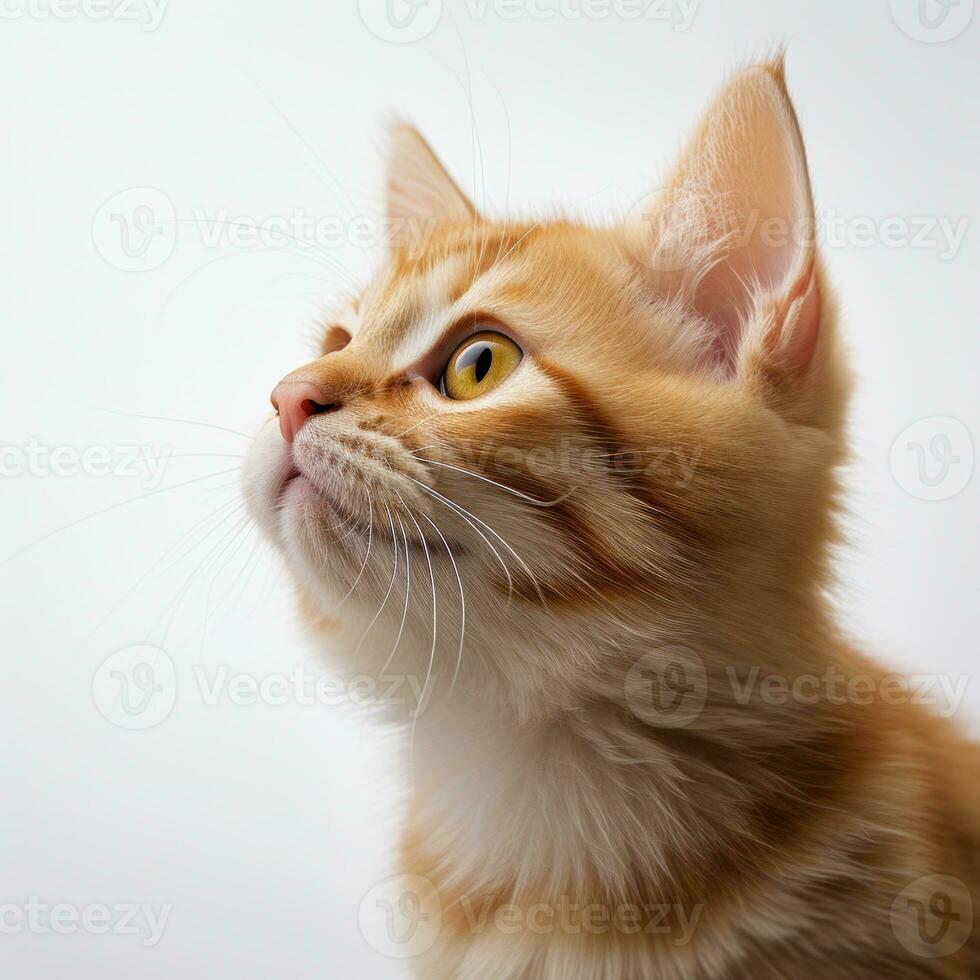 Close-up portrait of a beautiful ginger cat. Shallow depth of field. a red kitten on a white background. AI Generative photo