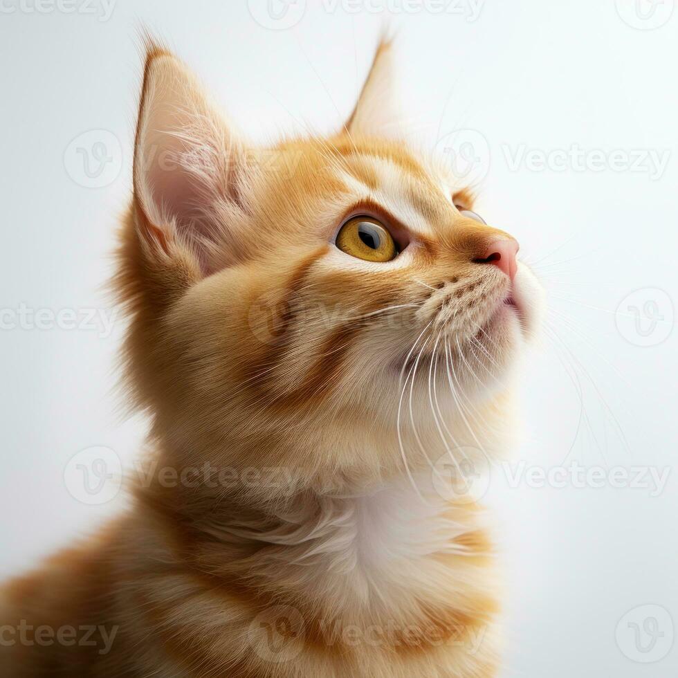 Close-up portrait of a beautiful ginger cat. Shallow depth of field. a red kitten on a white background. AI Generative photo
