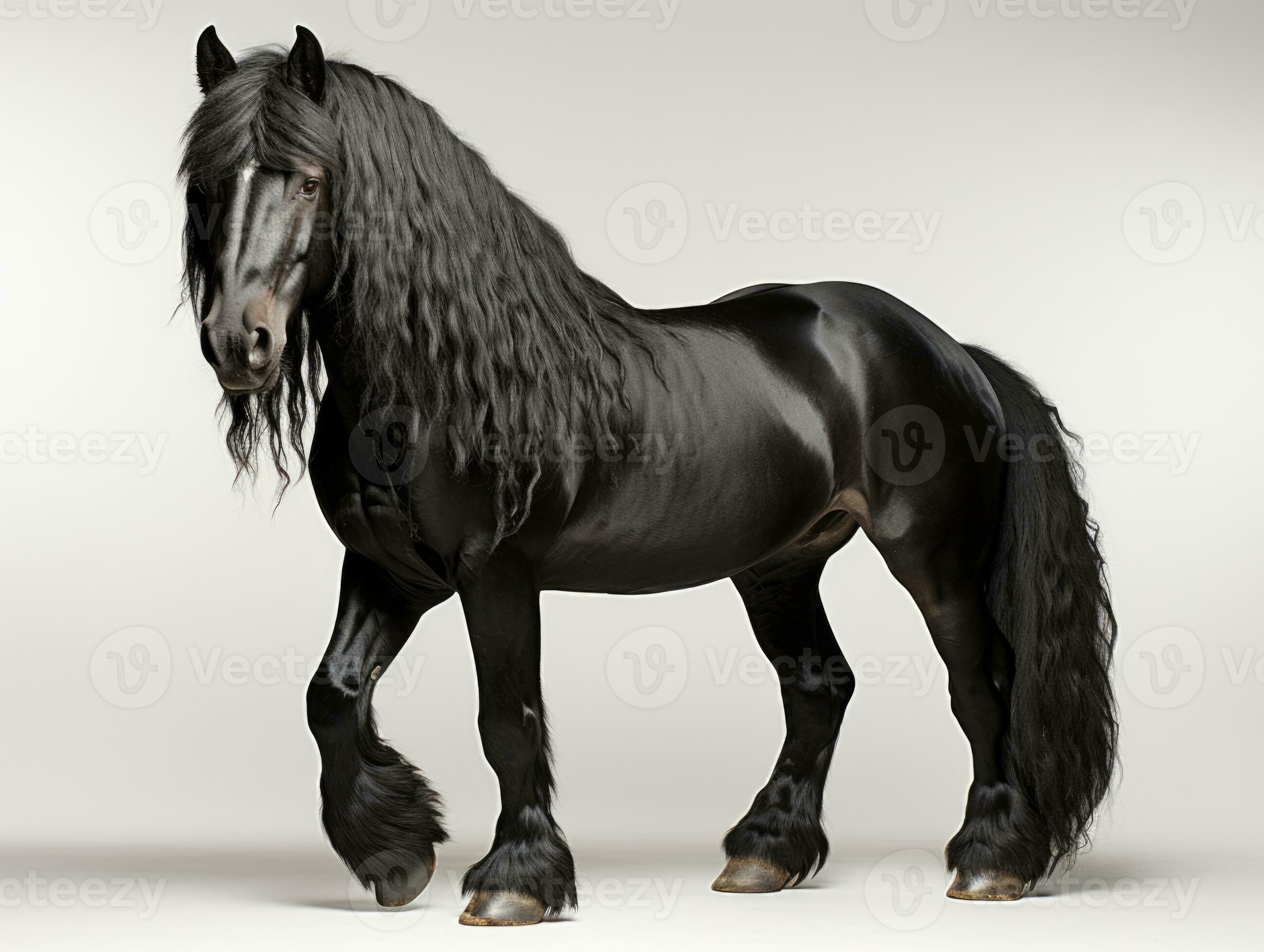 Black friesian stallion with black mane and long mane on white