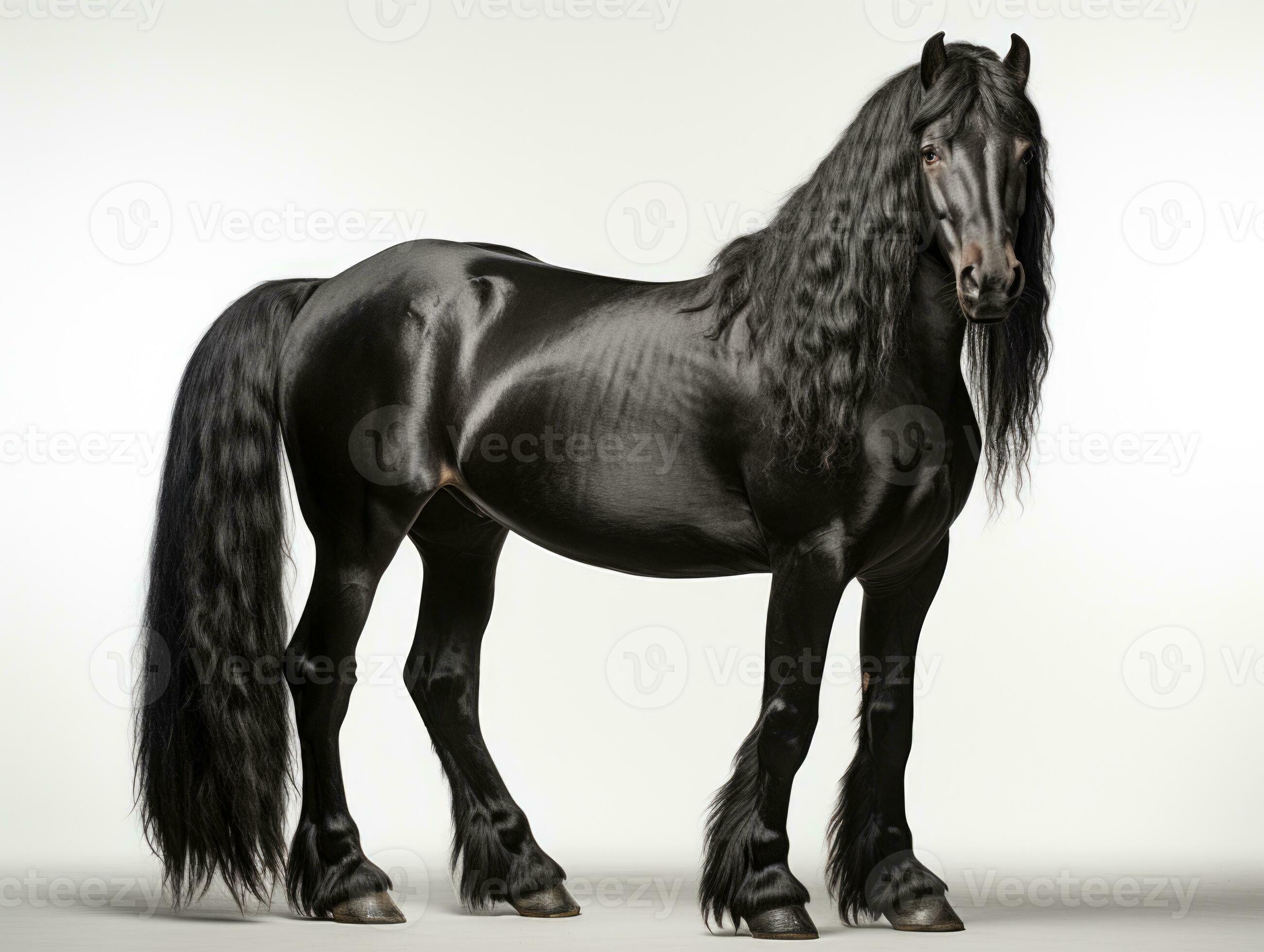 Black friesian stallion with black mane and long mane on white