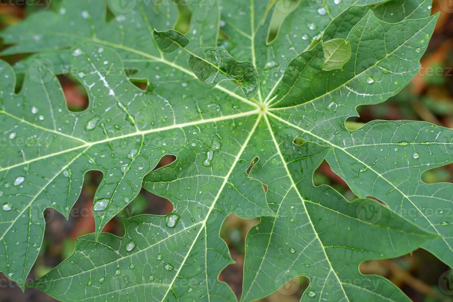 papaya leaf with water drops in the morning photo