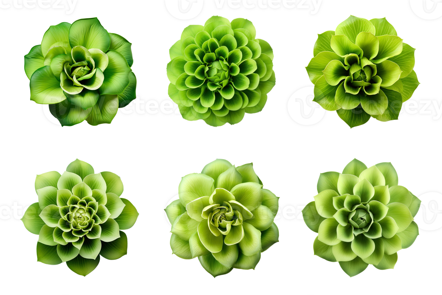 Selection of various green flowers isolated on a transparent background. ai generated png