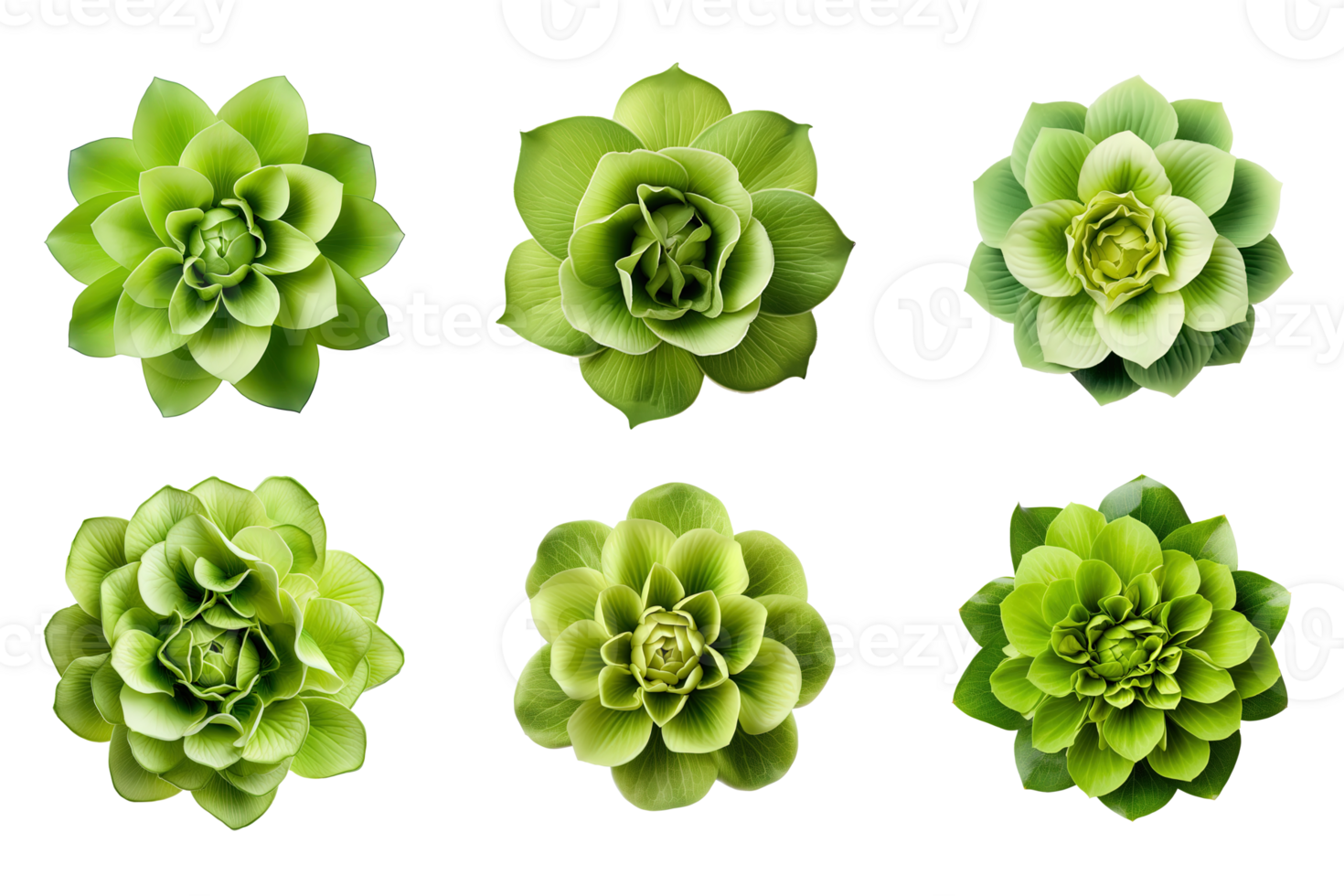 Selection of various green flowers isolated on a transparent background. ai generated png
