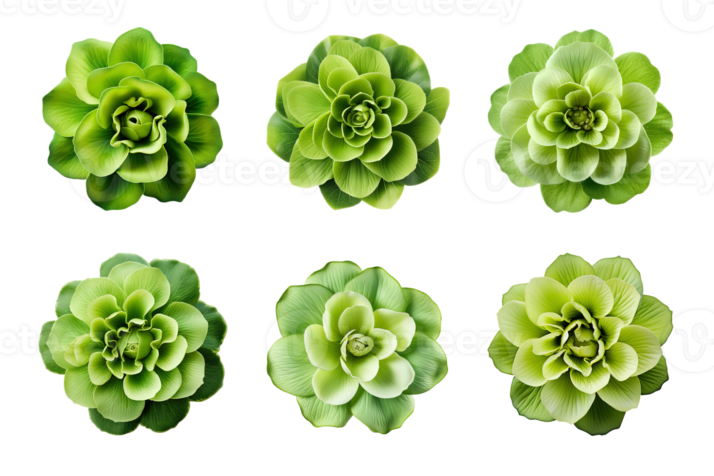 sélection de divers vert fleurs isolé sur une transparent Contexte. ai généré png
