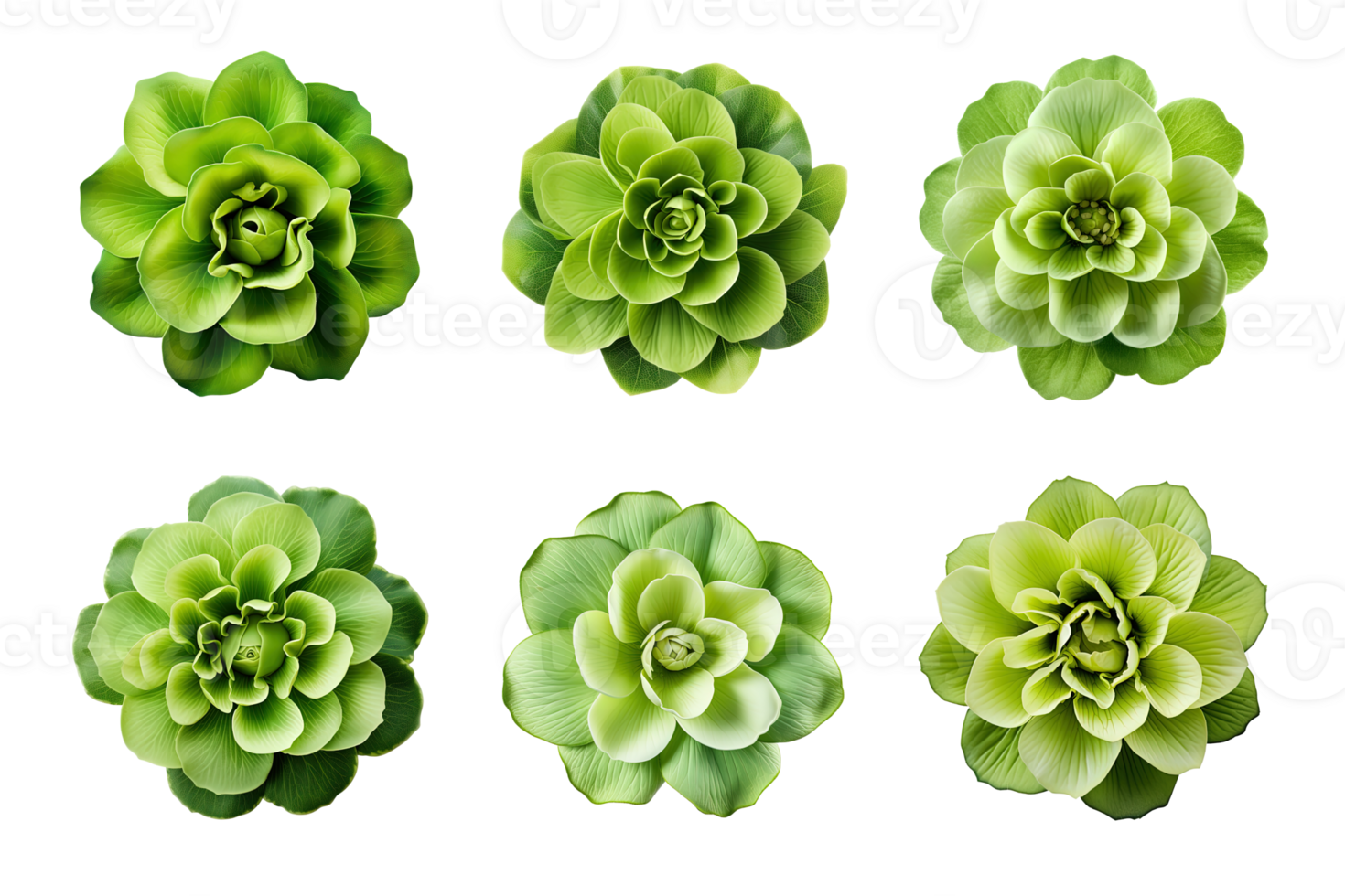 Selection of various green flowers isolated on a transparent background. ai generated png