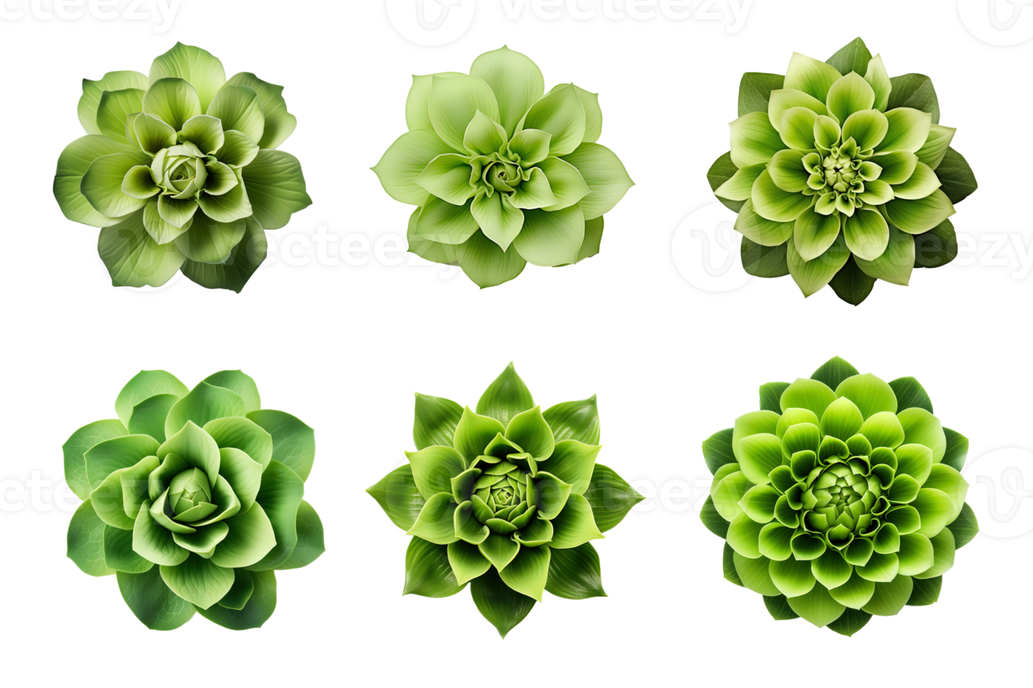 Selection of various green flowers isolated on a transparent background. ai generated png