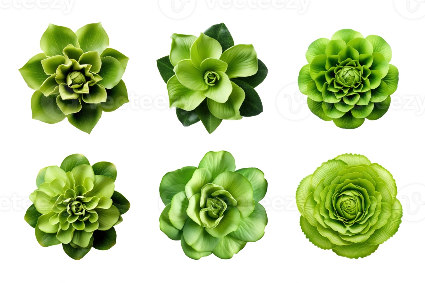 Selection of various green flowers isolated on a transparent background. ai generated png