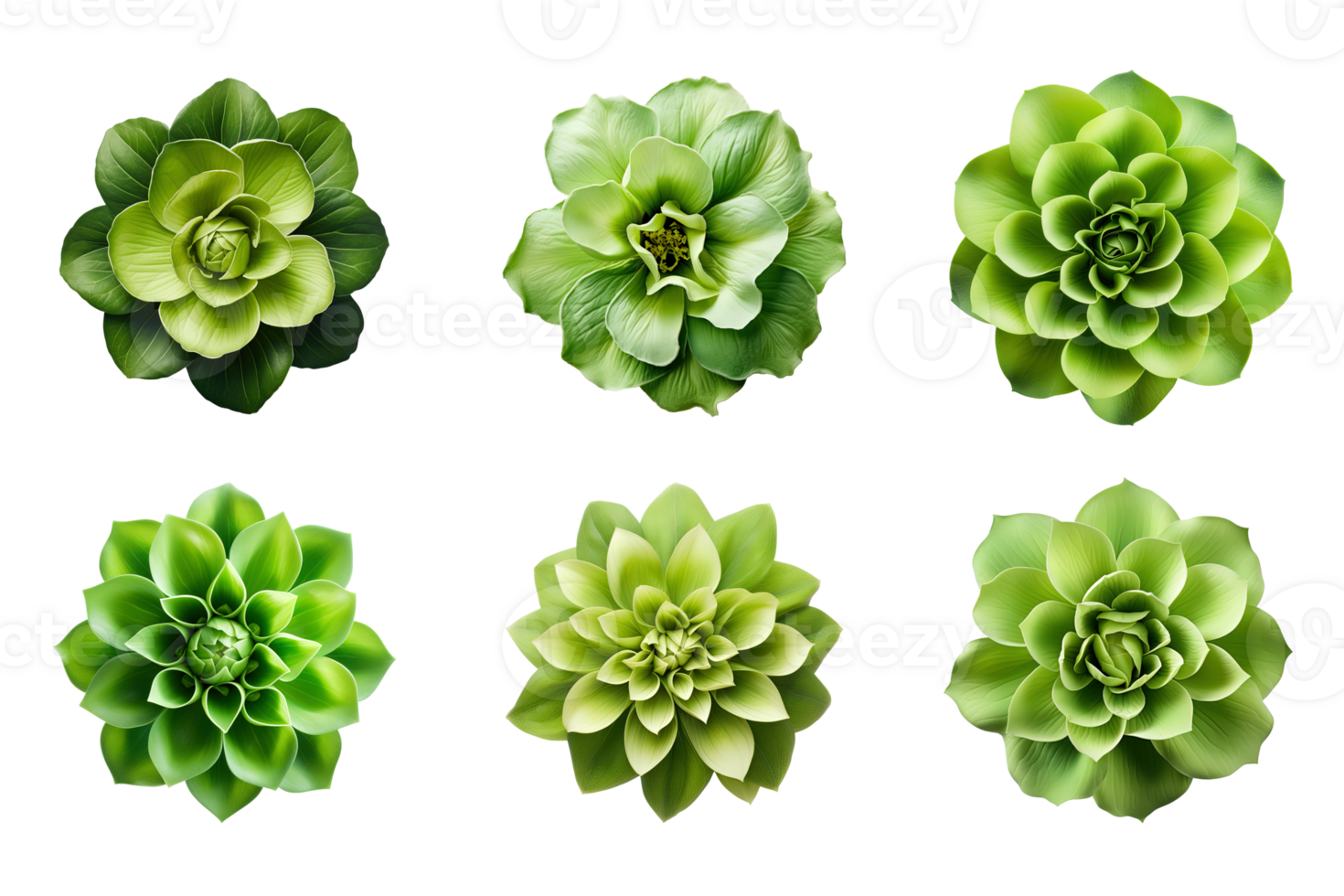 Selection of various green flowers isolated on a transparent background. ai generated png