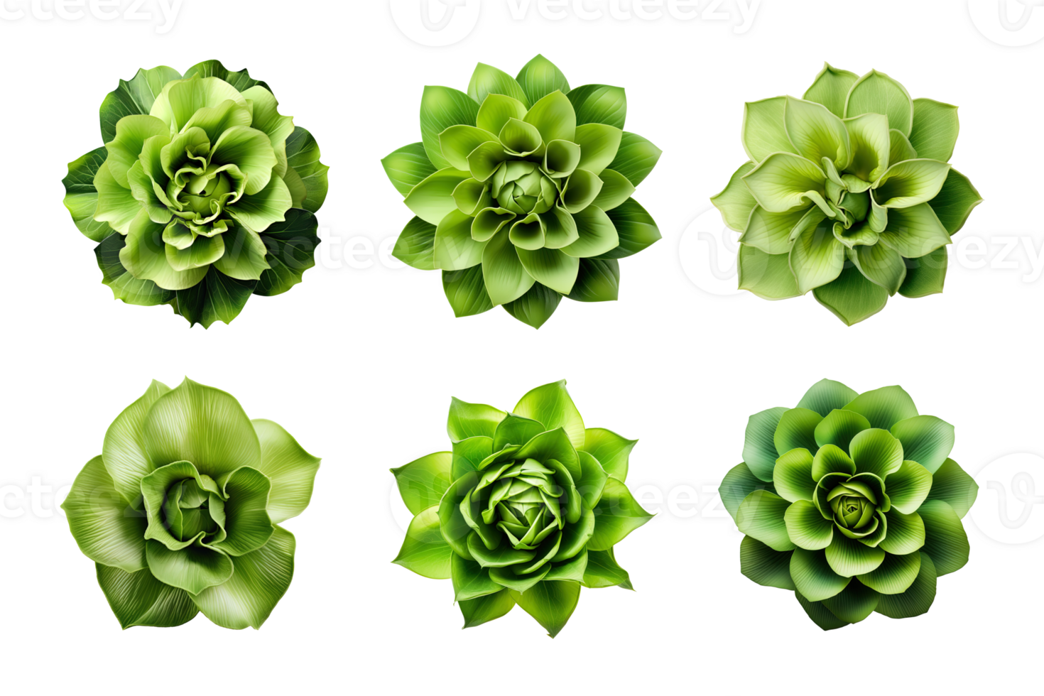 sélection de divers vert fleurs isolé sur une transparent Contexte. ai généré png