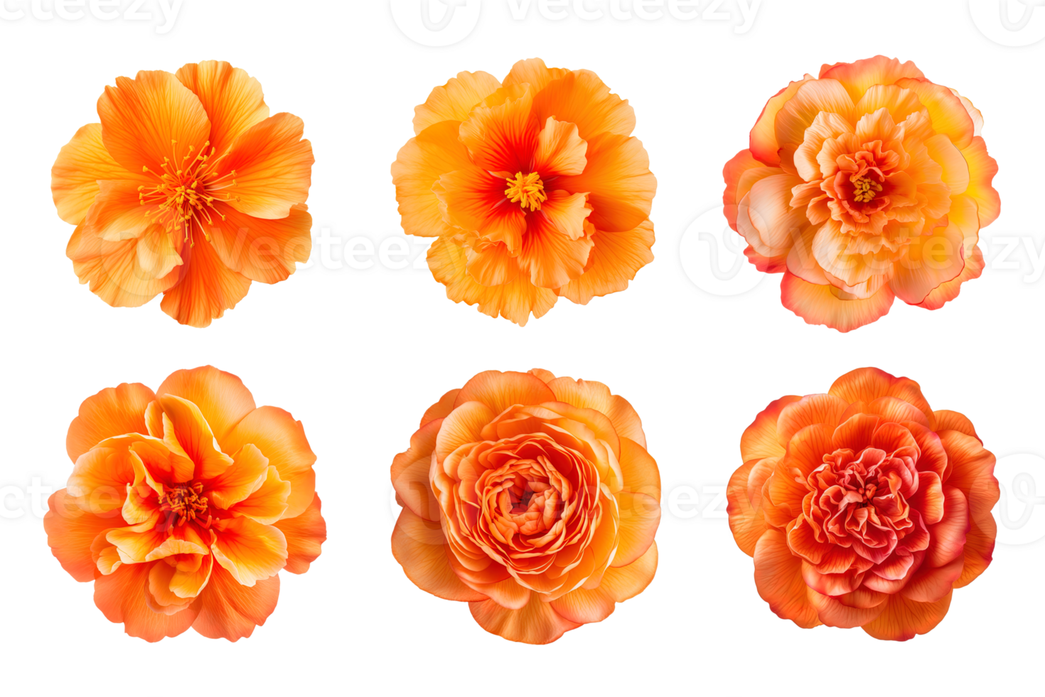 Selection of various orange color flowers isolated on a transparent background. ai generated png