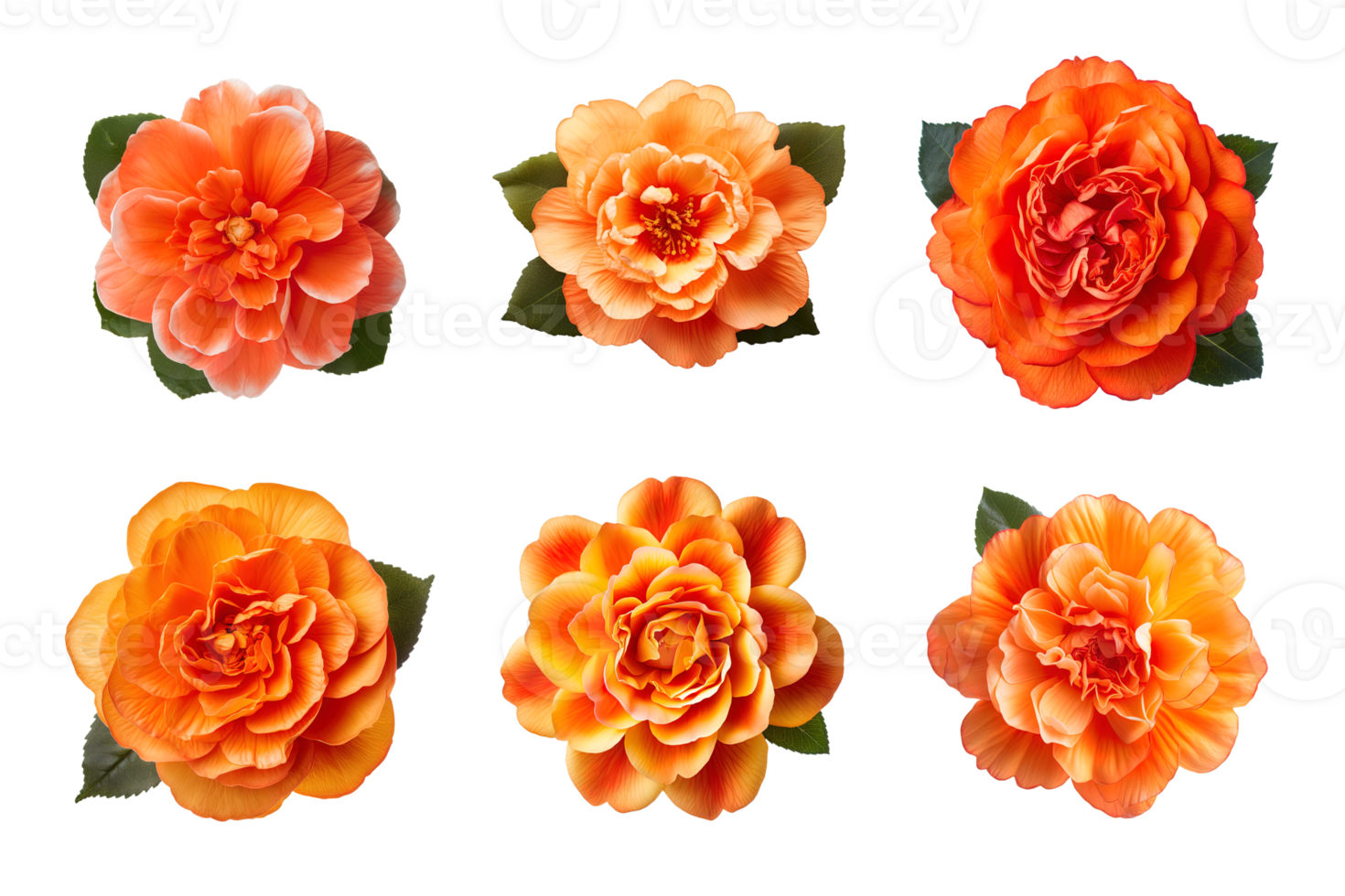 Selection of various orange color flowers isolated on a transparent background. ai generated png