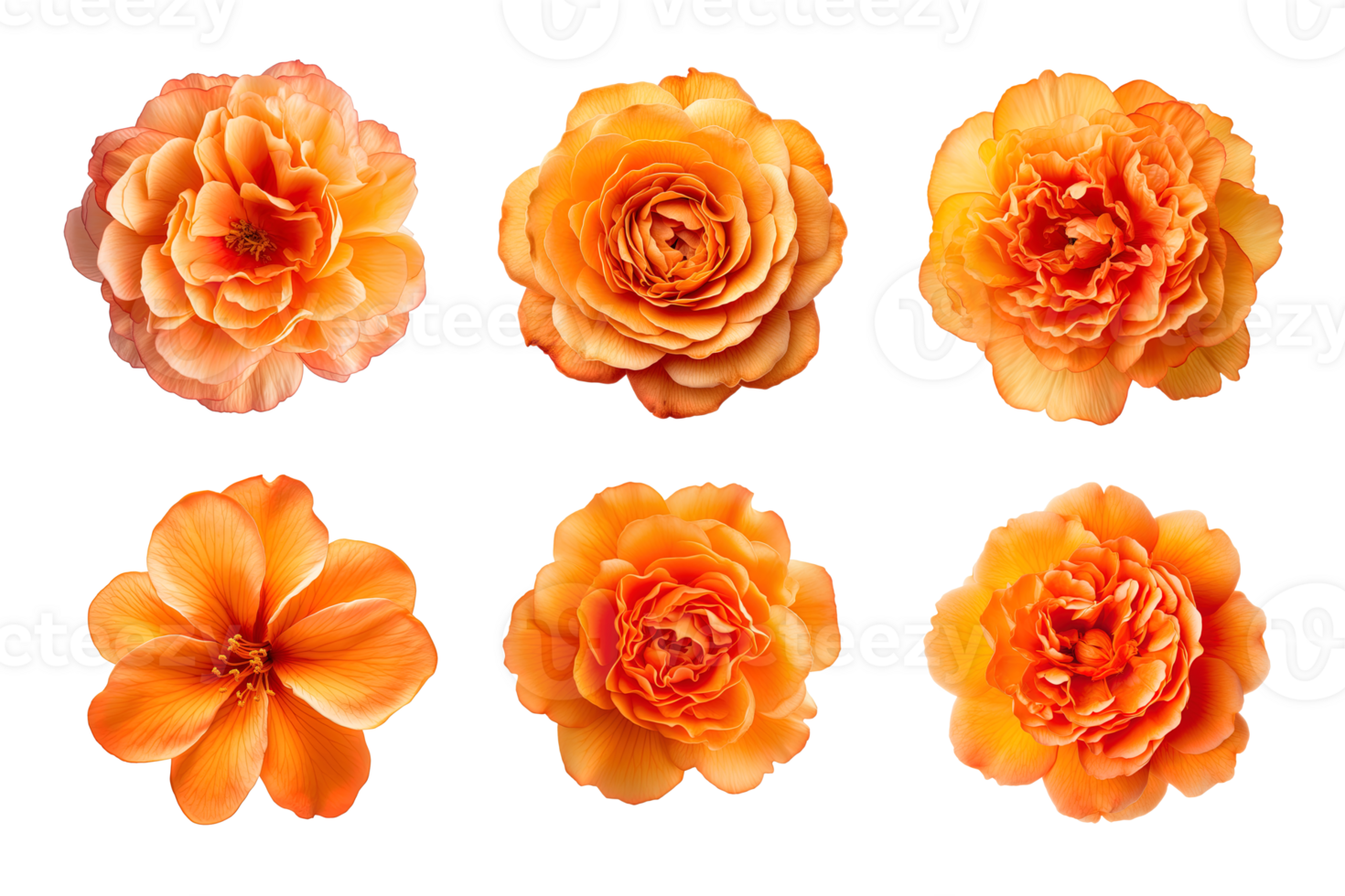 Selection of various orange color flowers isolated on a transparent background. ai generated png