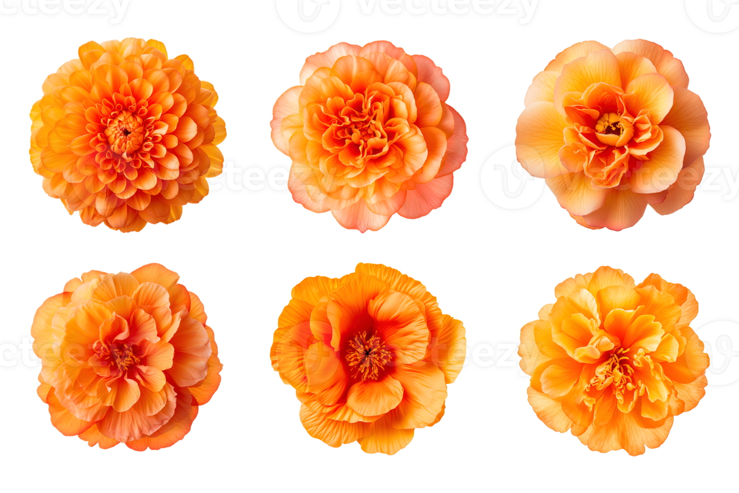 Selection of various orange color flowers isolated on a transparent background. ai generated png