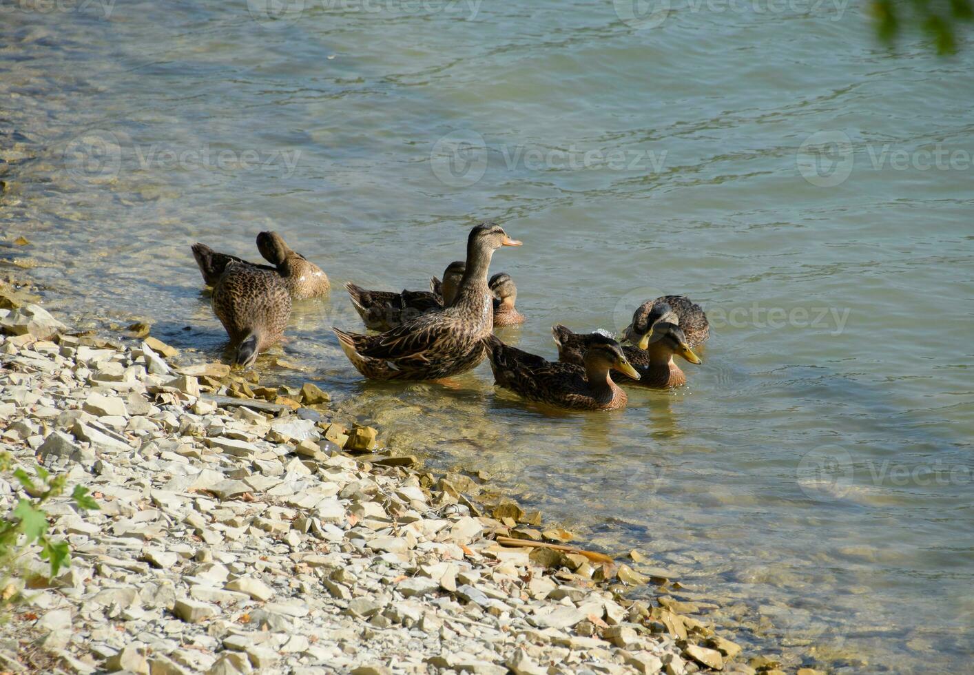 gris patos cerca el lago costa. aves acuáticas foto