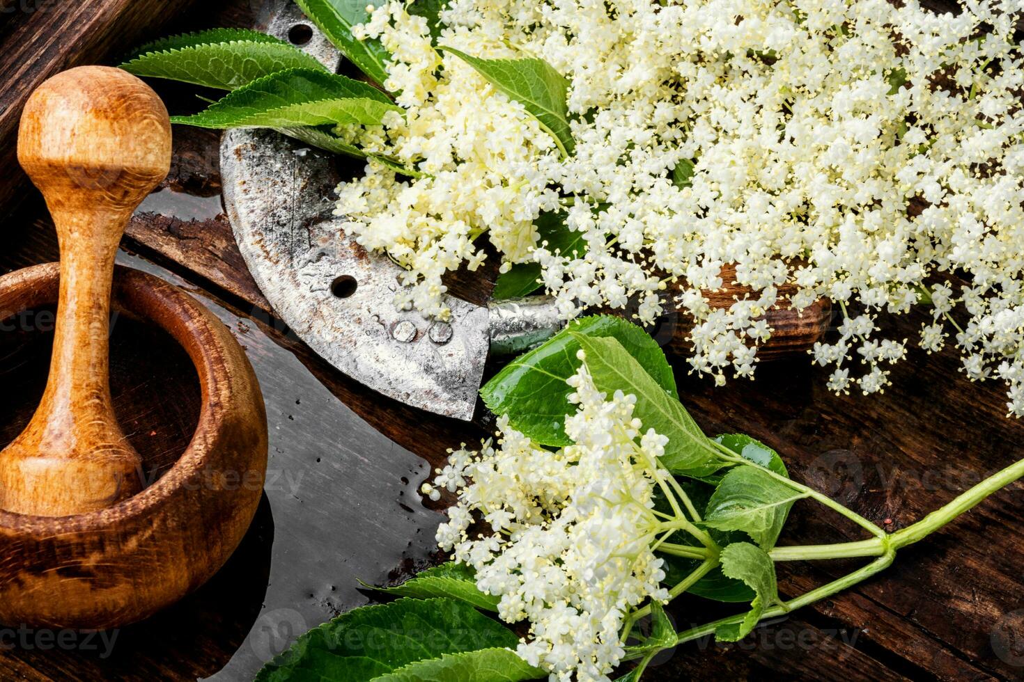 Blossoms of the elderberry photo
