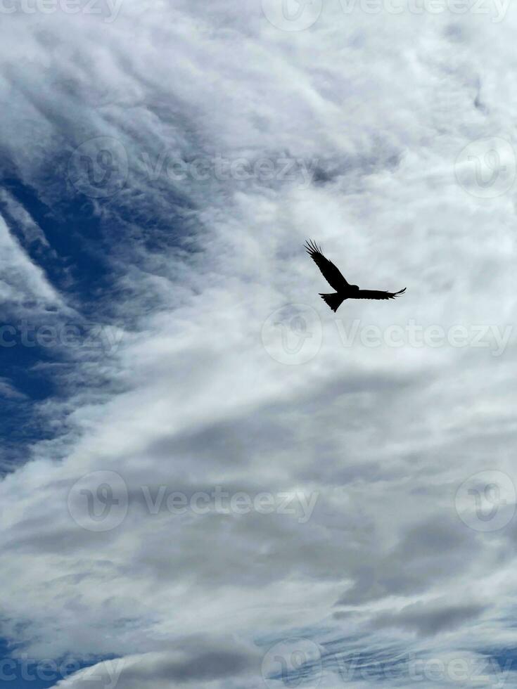 Eagle flying in the cloudy sky photo