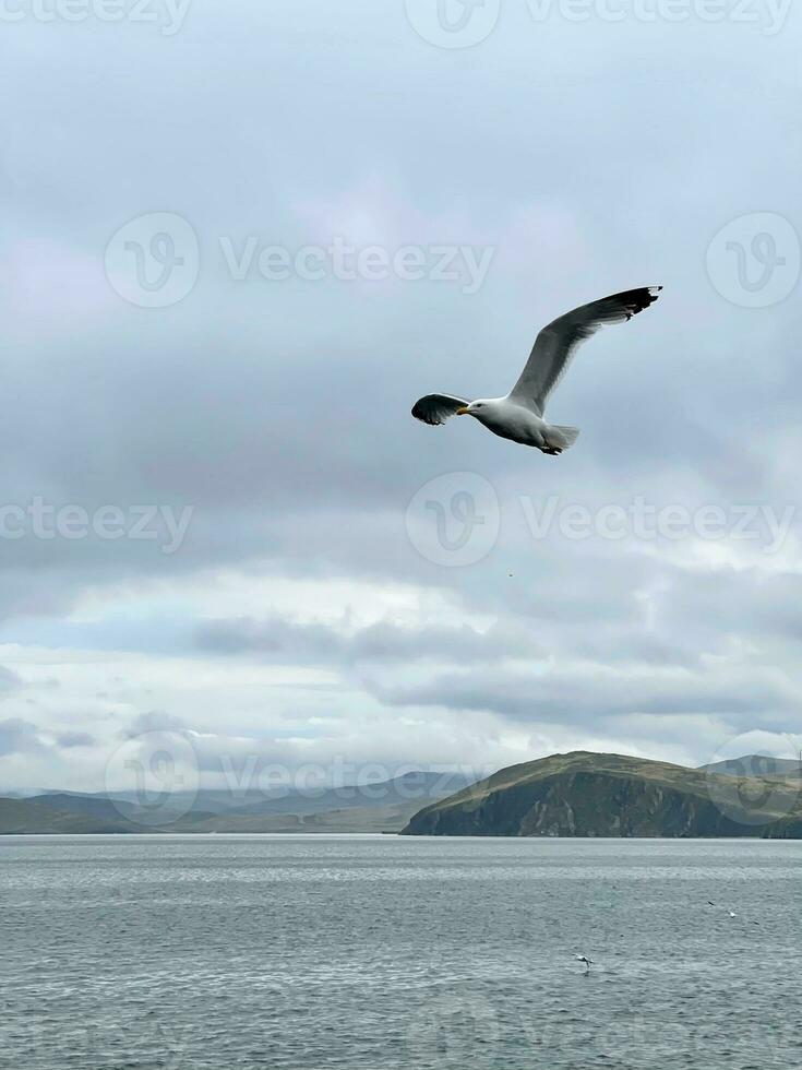 Seagull flying in the sky over Lake Baikal photo