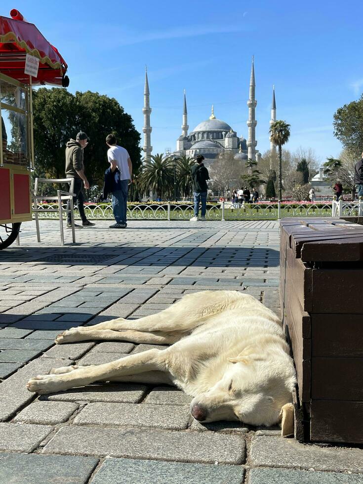 14 of April 2023 - Istanbul, Turkey - A dog sleeping in Sultanahmet Square, with the Blue Mosque in the background photo