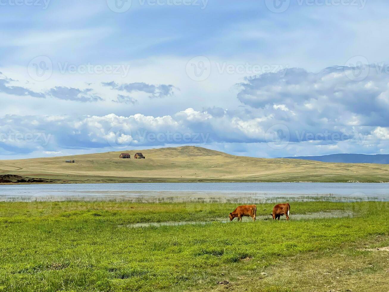 vacas engrasando cerca lago Baikal, Rusia foto