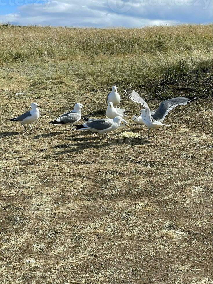 Huge seagulls eat porridge on the shore of Lake Baikal photo