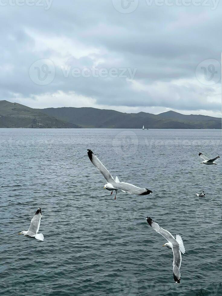 Seagull flying in the sky over Lake Baikal photo