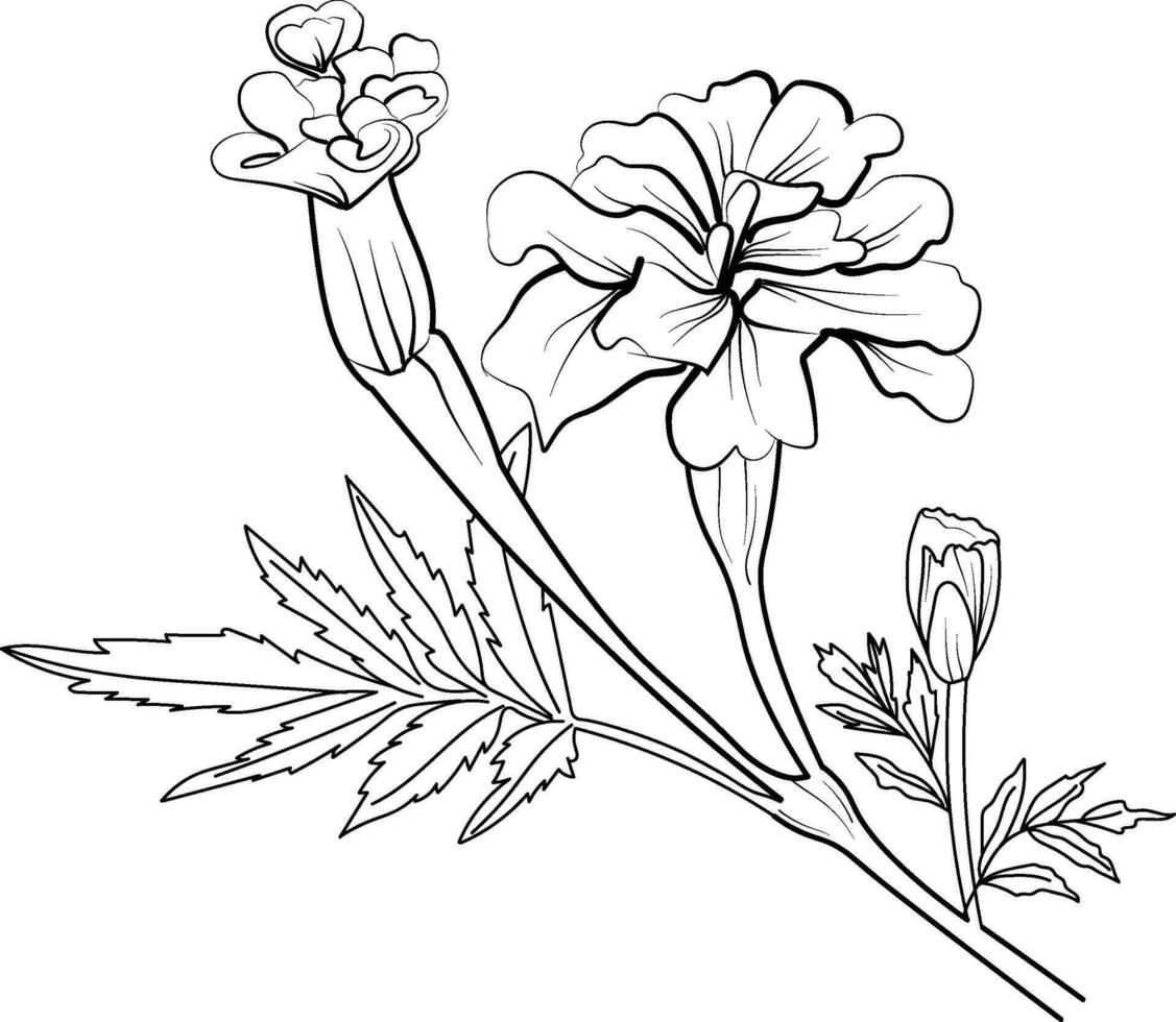 Marigold flowers illustration coloring page, simplicity, Embellishment, monochrome, vector art, Outline print with blossoms marigold flower