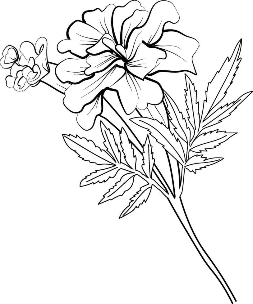 Cute flower coloring pages, marigold drawing, marigold wildflower drawings, Hand drawn botanical spring elements bouquet of marigold line art coloring page vector