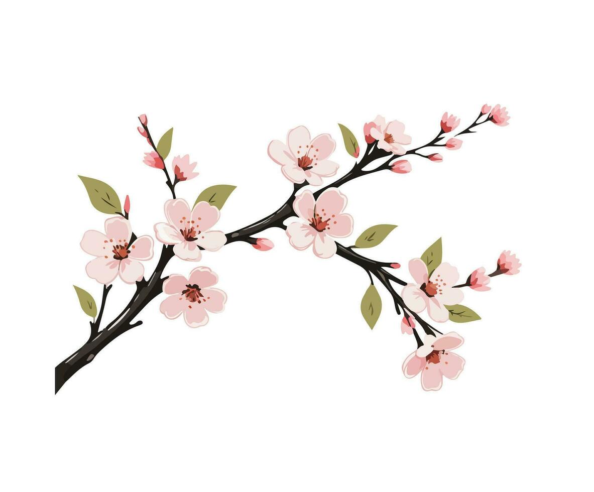 Cherry blossom branch, sakura flower branch vector