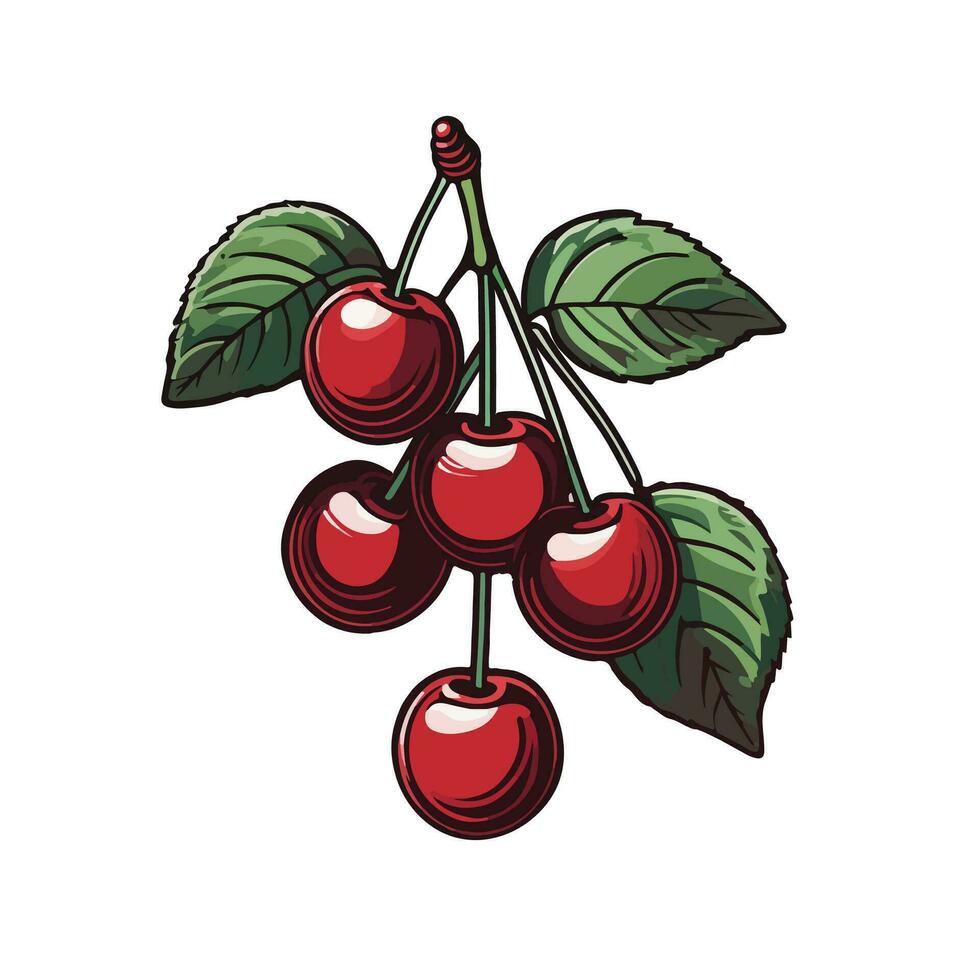 Ripe cherry in closeup isolated on white background vector