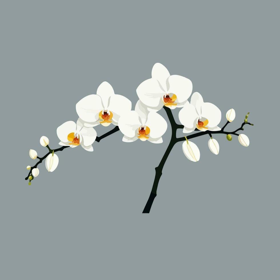 blanco orquídeas vector ilustración