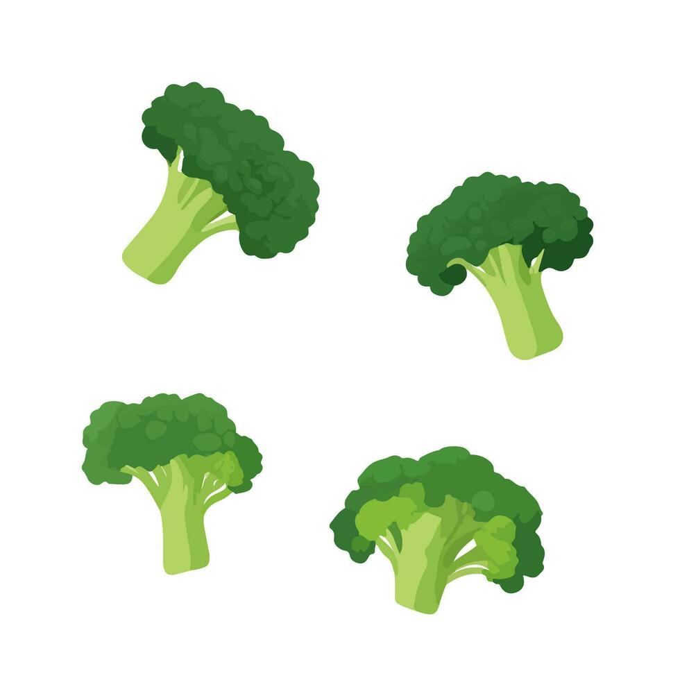 Delicious fresh broccoli, isolated on white background vector
