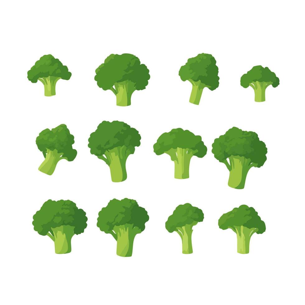 Delicious fresh broccoli, isolated on white background vector