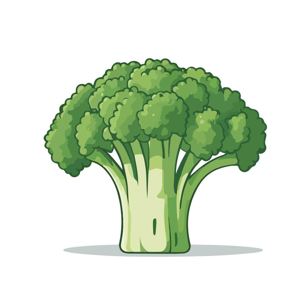 delicioso Fresco brócoli, aislado en blanco antecedentes vector