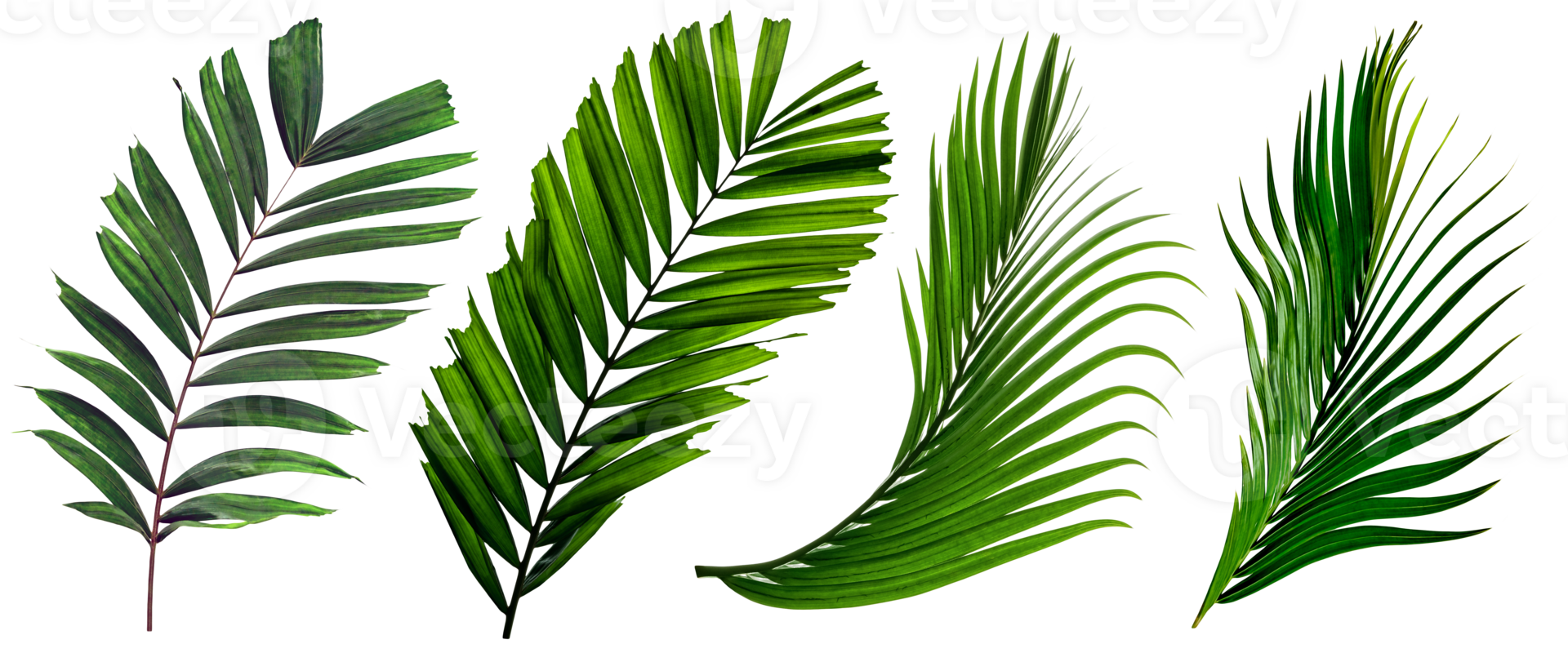 blad handpalm, verzameling van groen bladeren patroon geïsoleerd png