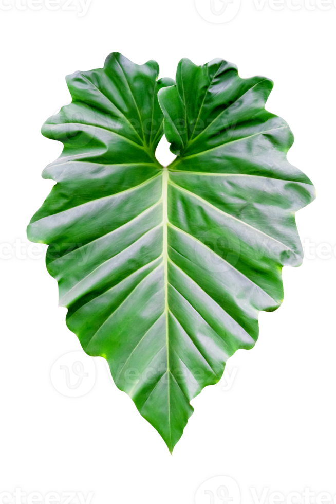 verde le foglie modello di tropicale foglia pianta isolato png