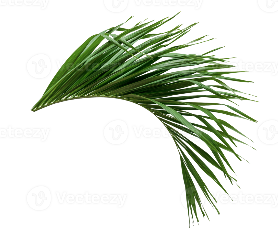 Green leaves pattern,leaf palm tree isolated png