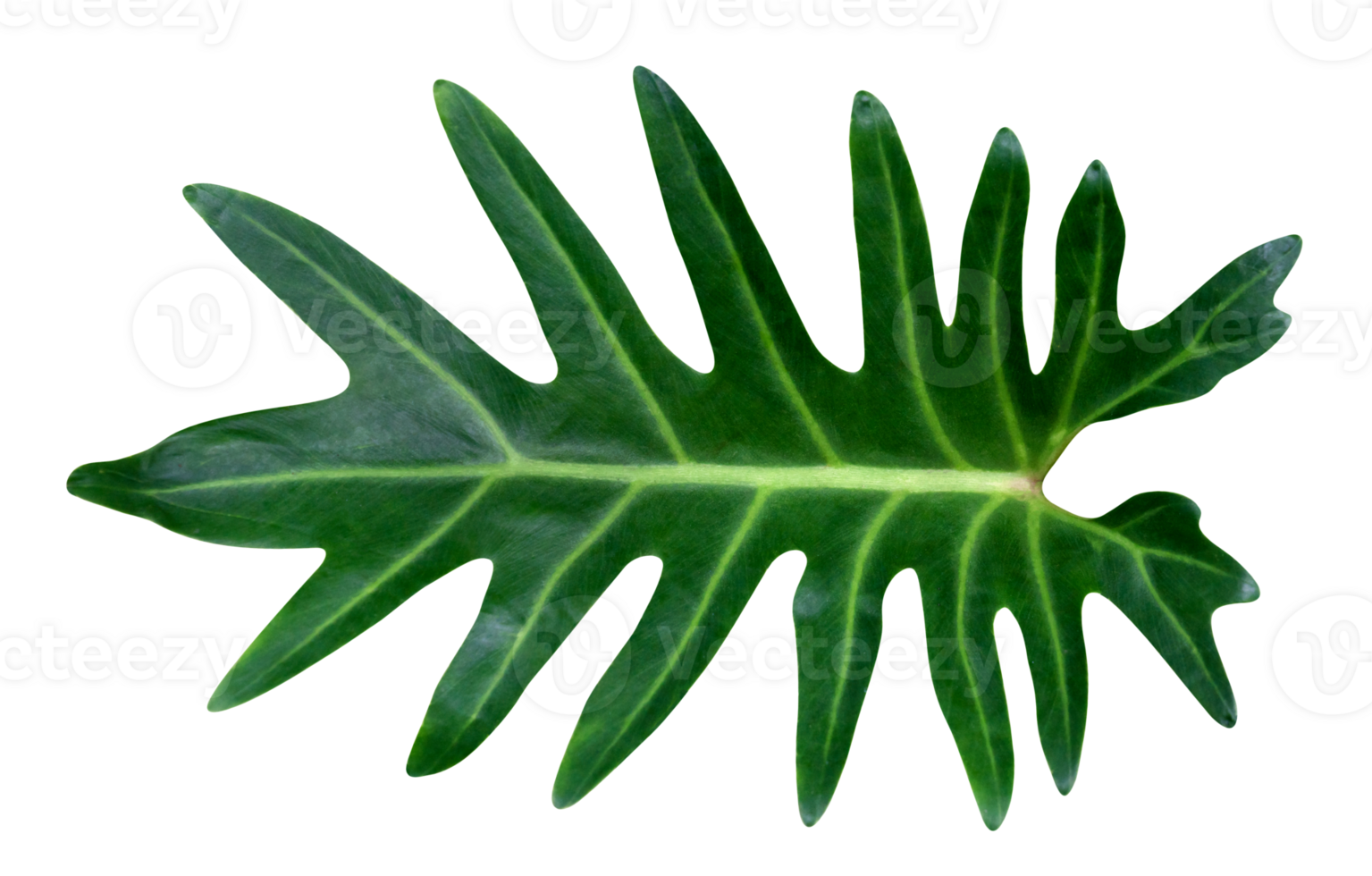 Green leaves pattern,leaf  philodendron xanadu isolated png