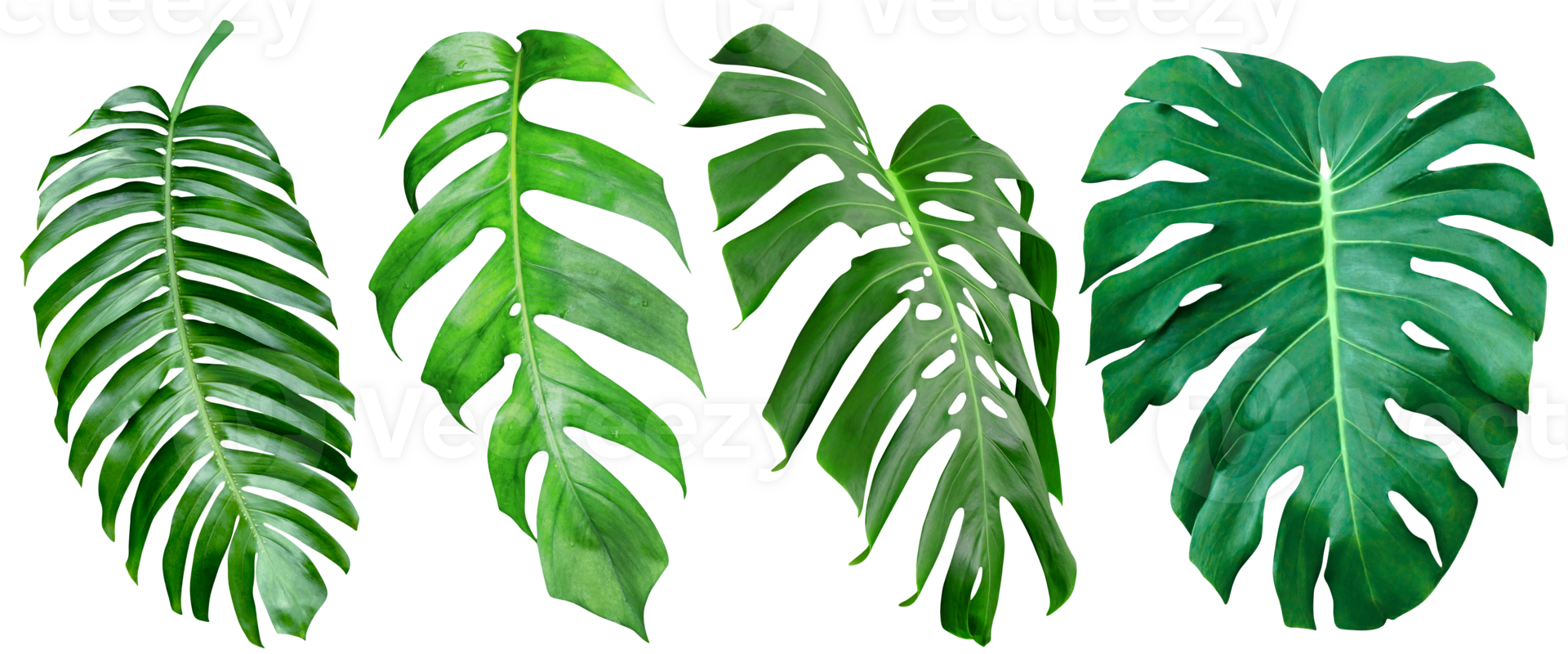 Green leaves pattern,collection leaf monstera isolated png