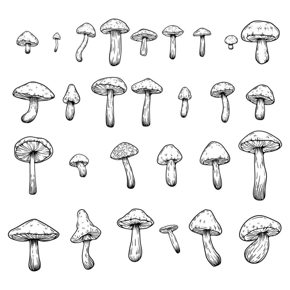 Set of hand drawn illustrations of various mushrooms champignons, fly agarics, white mushroom, oyster mushrooms. Perfect for adding a vintage and organic touch to culinary projects. Not AI generated. vector