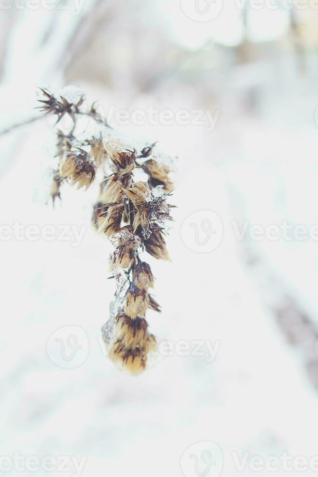 winter beautiful plant coated with frozen white snow and ice photo