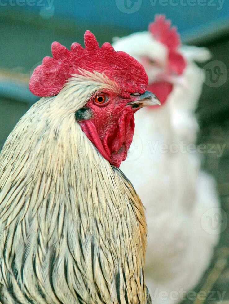 gallo gallo joven retrato foto