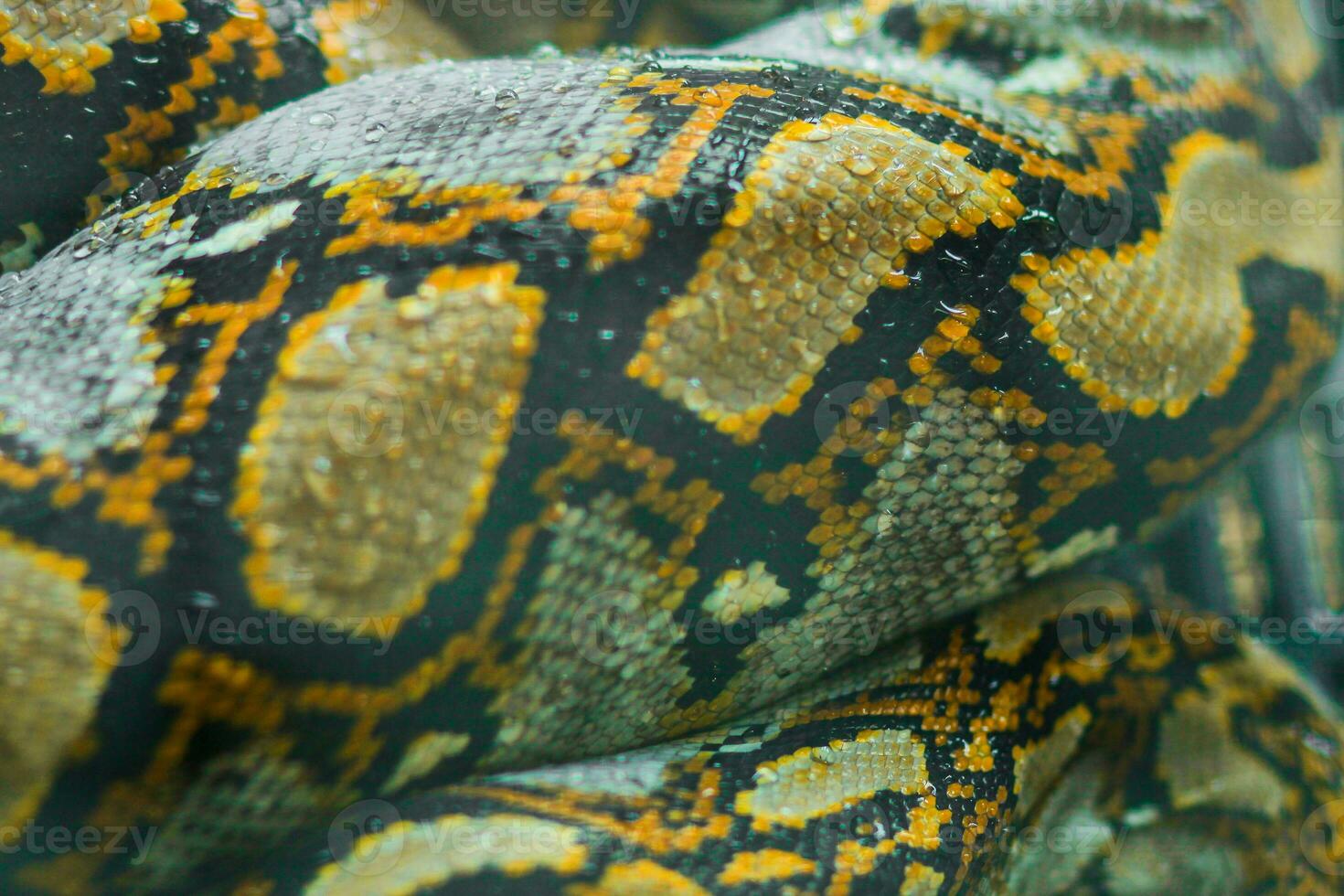 Close view of the Python skin. in thailand photo