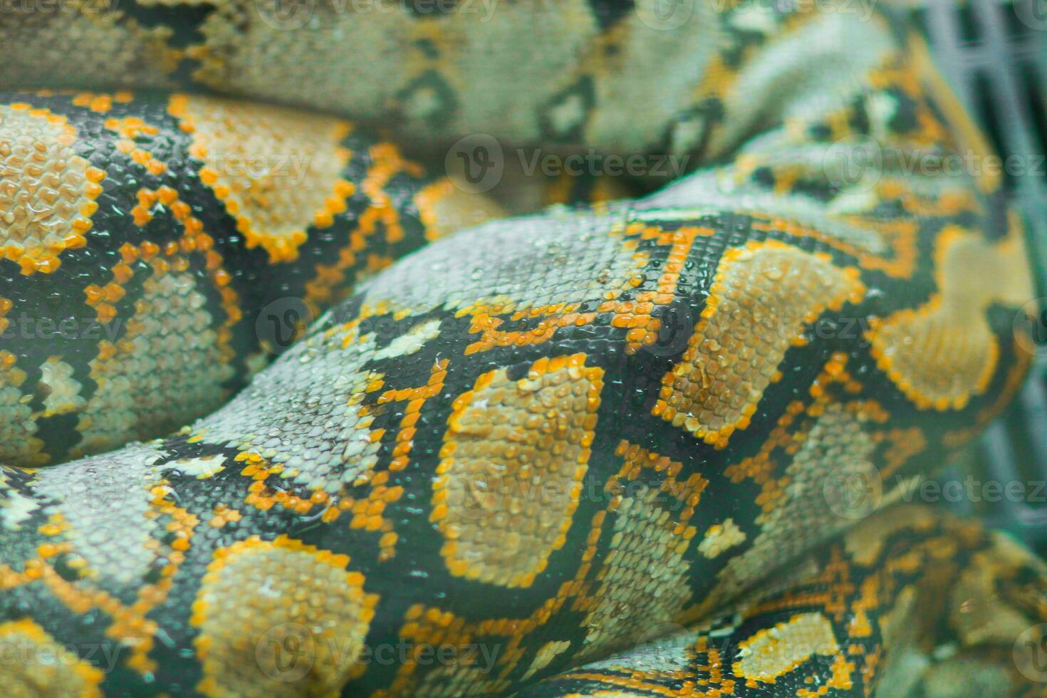 Close view of the Python skin. in thailand photo