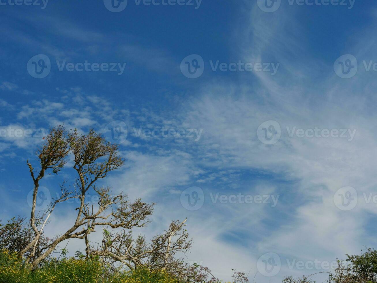 the island of Langeoog photo