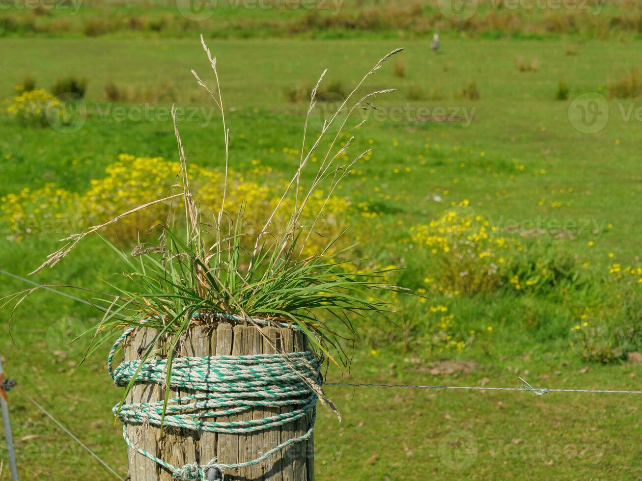 the island of Langeoog photo