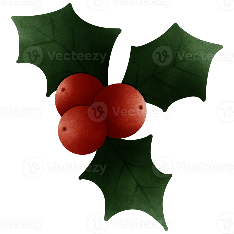 Red holly fruit with leaves png