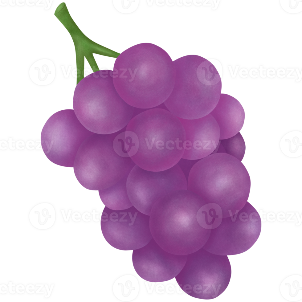 bunch of purple grapes with green stems png