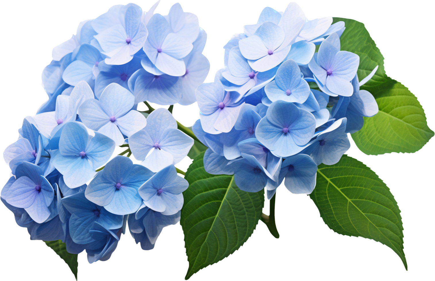 Hydrangea png with AI generated.